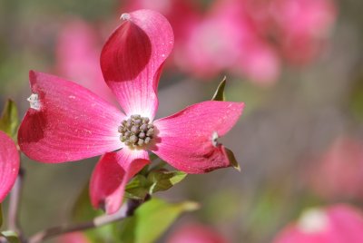 Cornus florida 'Cherokee Chief' - dřín květnatý 'Cherokee Chief' - pupeny a listeny